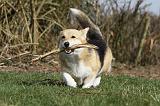 CORGI PEMBROKE 838